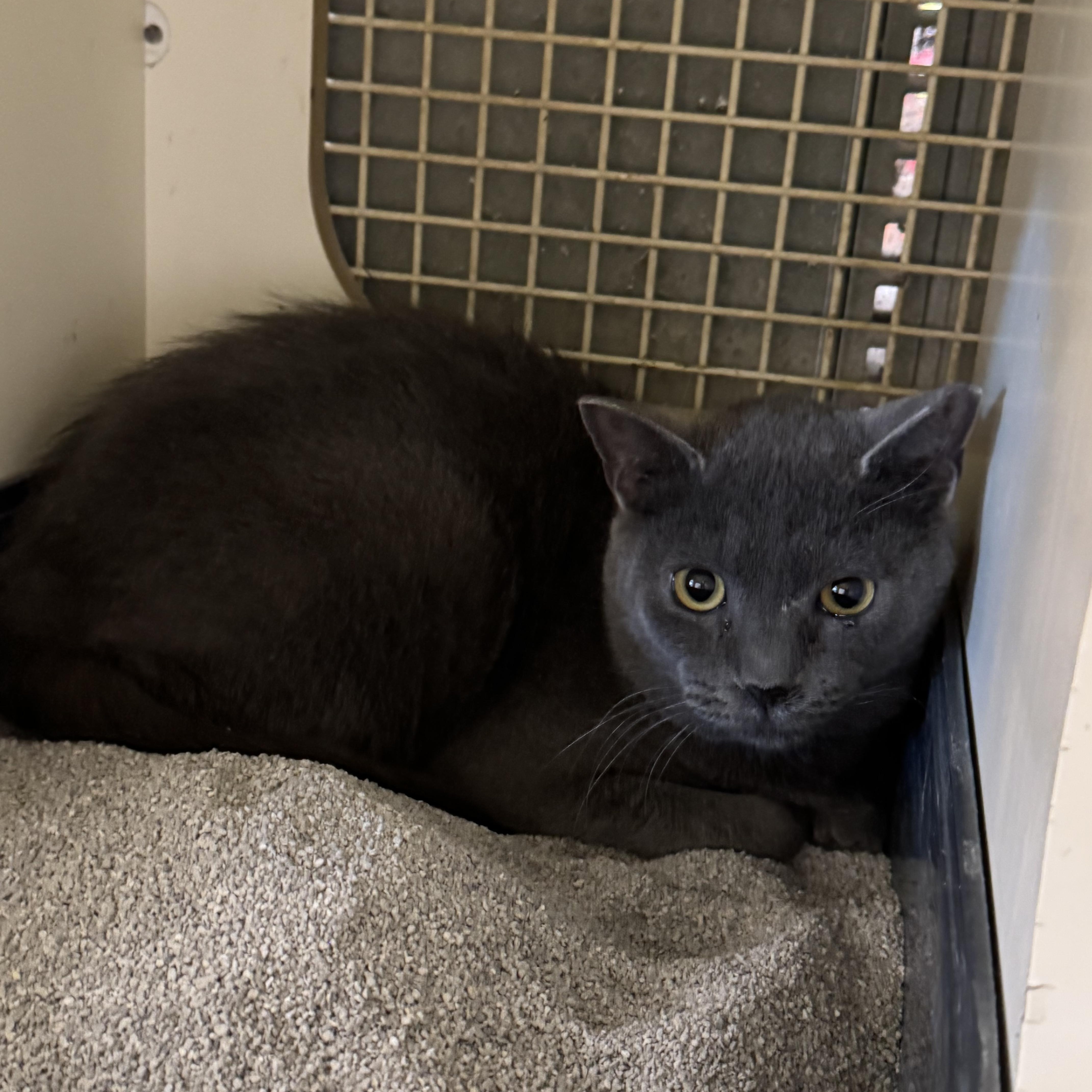 Enlarge London, a ADOPTABLE Domestic Short Hair in Easley, SC image 2/3