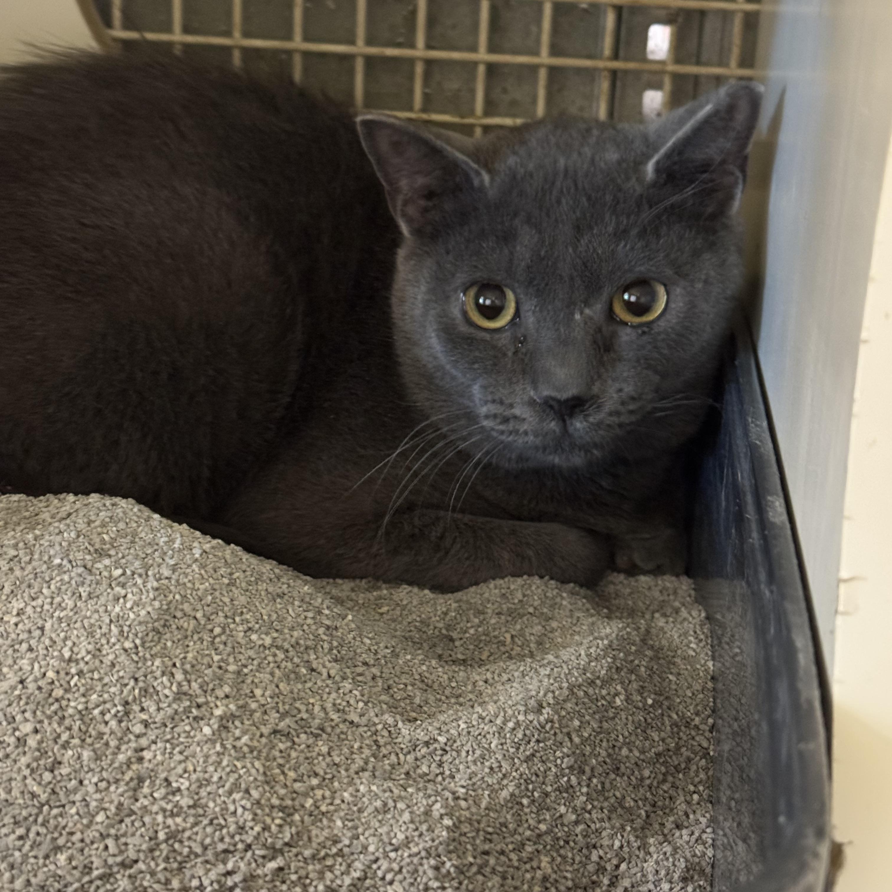 Enlarge London, a ADOPTABLE Domestic Short Hair in Easley, SC image 3/3