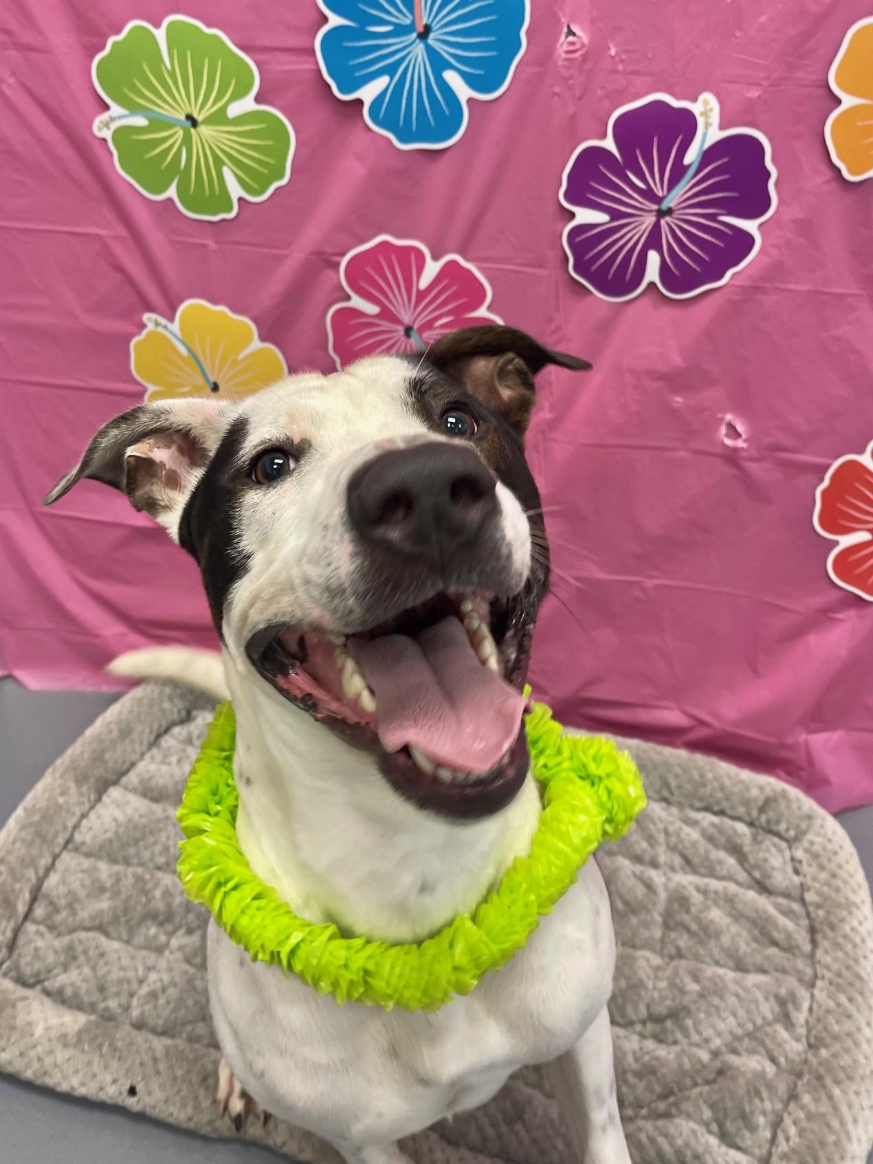 Wallen, Adoptable, Young Male Great Dane & Mixed Breed.