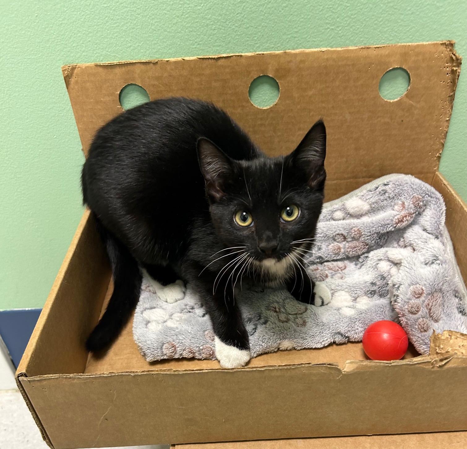 Bingo, adopted, Kitten Female Domestic Short Hair.