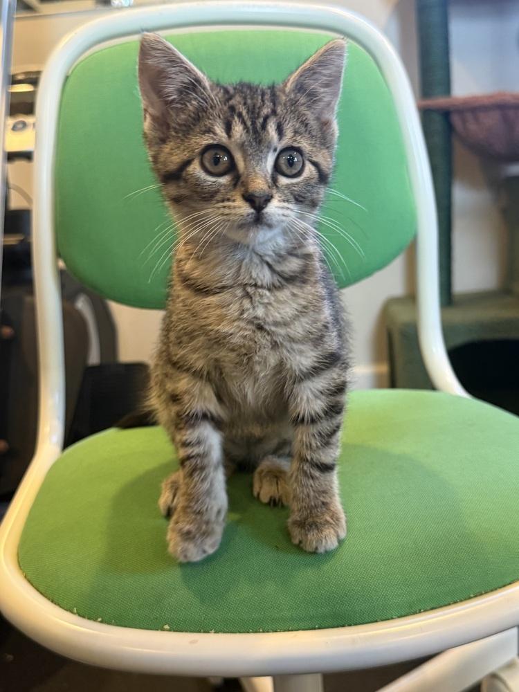 Thora, Adoptable, Kitten Female Domestic Short Hair & Tabby.