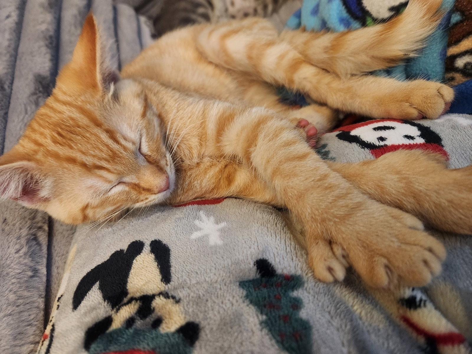Enlarge *Duncan Fireheart, a Adopted mixed breed in Forest, VA image 2/3