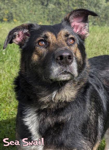 Enlarge Sea Snail (In Foster), a Adoptable mixed breed in Mason, MI image 1/3