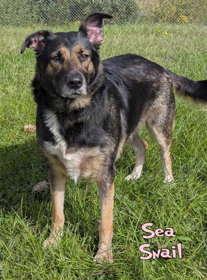 Enlarge Sea Snail (In Foster), a Adoptable mixed breed in Mason, MI image 2/3