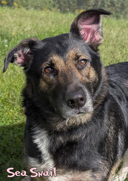 Enlarge Sea Snail (In Foster), a Adoptable mixed breed in Mason, MI image 3/3