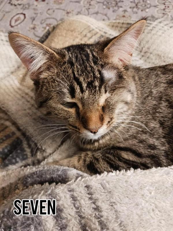 Enlarge Seven, a Adoptable Domestic Short Hair in Dauphin, MB image 1/1