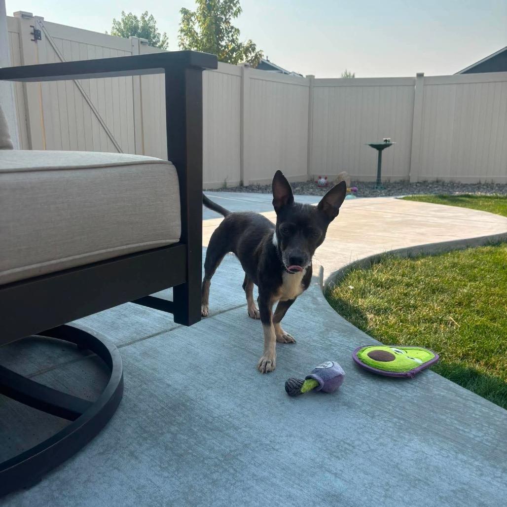 Enlarge America, a Adoptable Chihuahua in Nampa, ID image 1/6