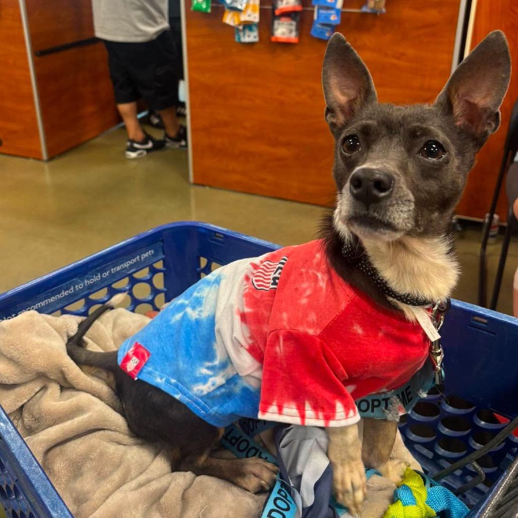 Enlarge America, a Adoptable Chihuahua in Nampa, ID image 2/6