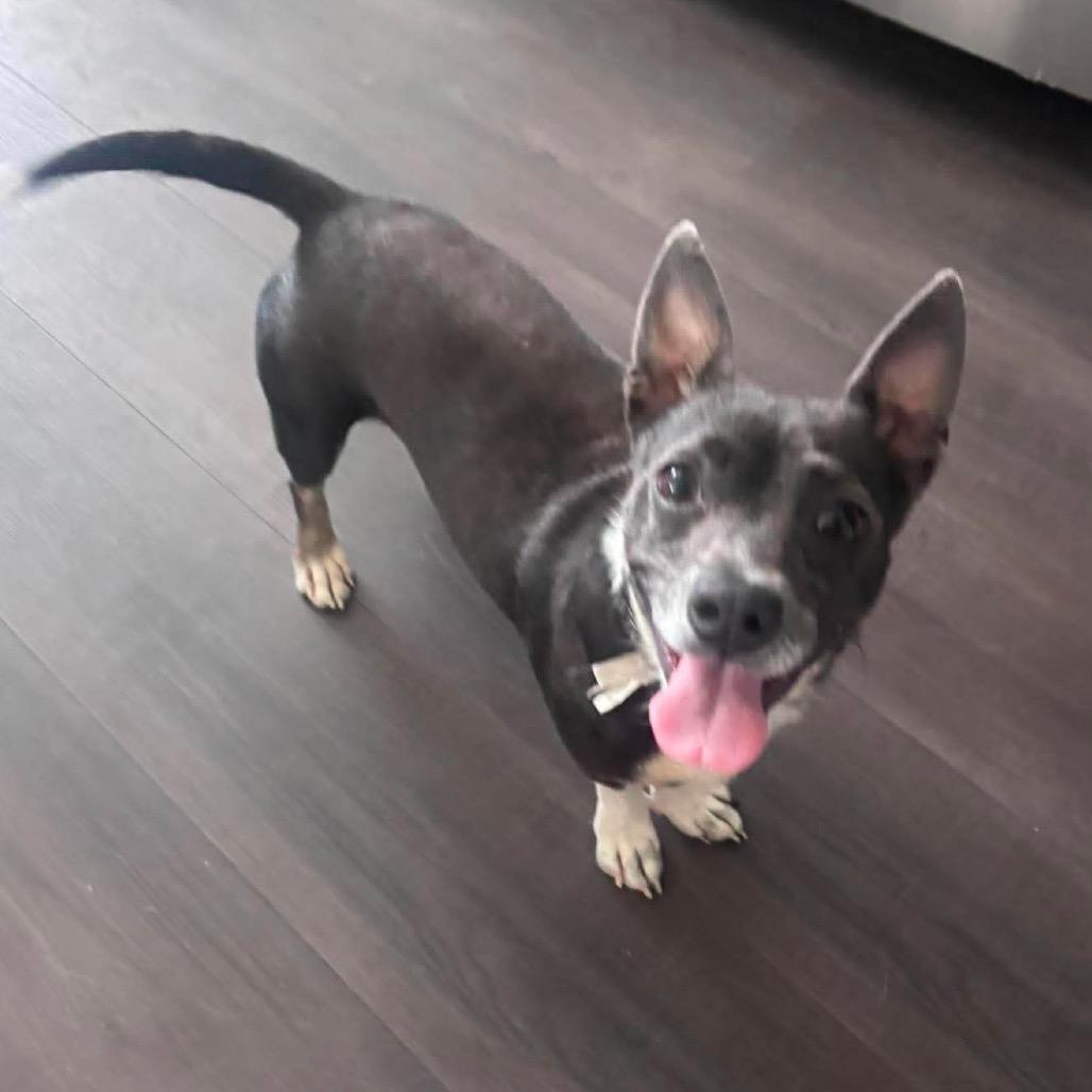 Enlarge America, a Adoptable Chihuahua in Nampa, ID image 3/6