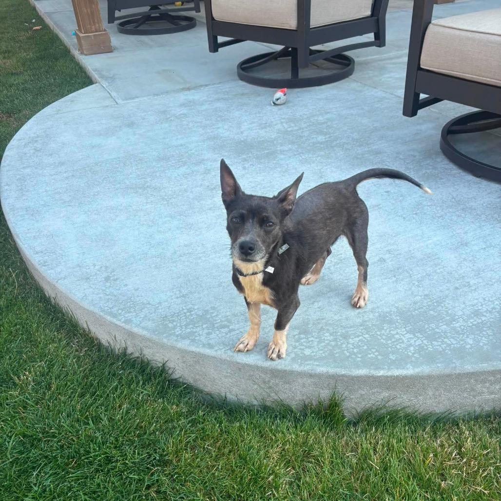 Enlarge America, a Adoptable Chihuahua in Nampa, ID image 4/6