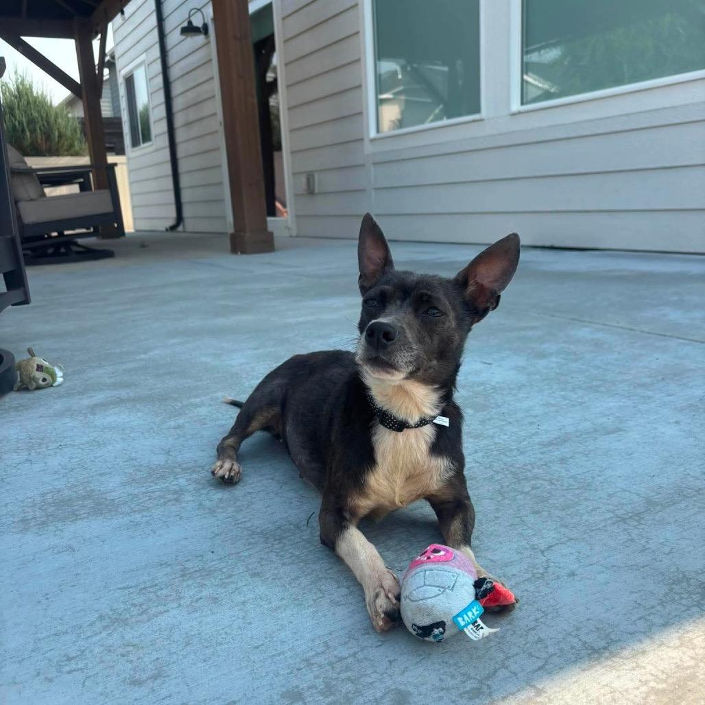 Enlarge America, a Adoptable Chihuahua in Nampa, ID image 5/6