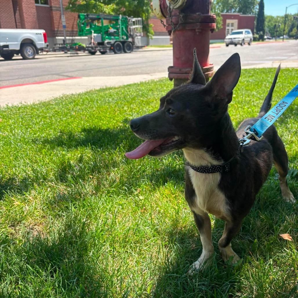 Enlarge America, a Adoptable Chihuahua in Nampa, ID image 6/6