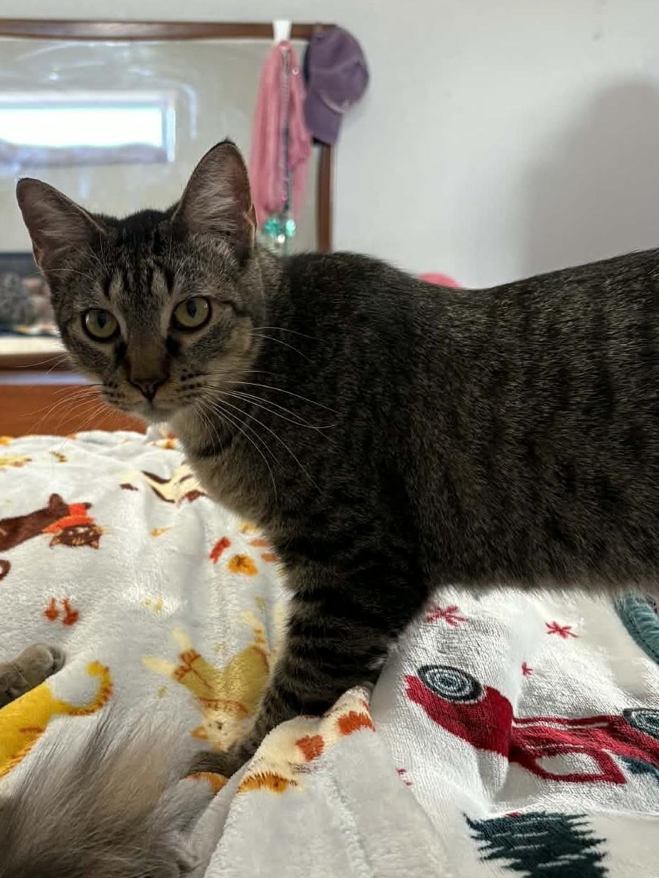 Axel, a Adoptable Domestic Short Hair in Sedalia, MO image 4/5