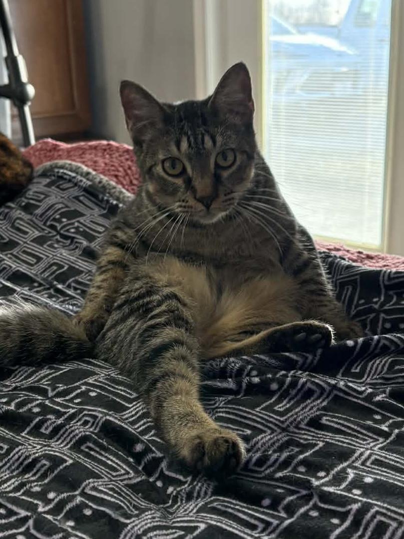 Axel, a Adoptable Domestic Short Hair in Sedalia, MO image 5/5