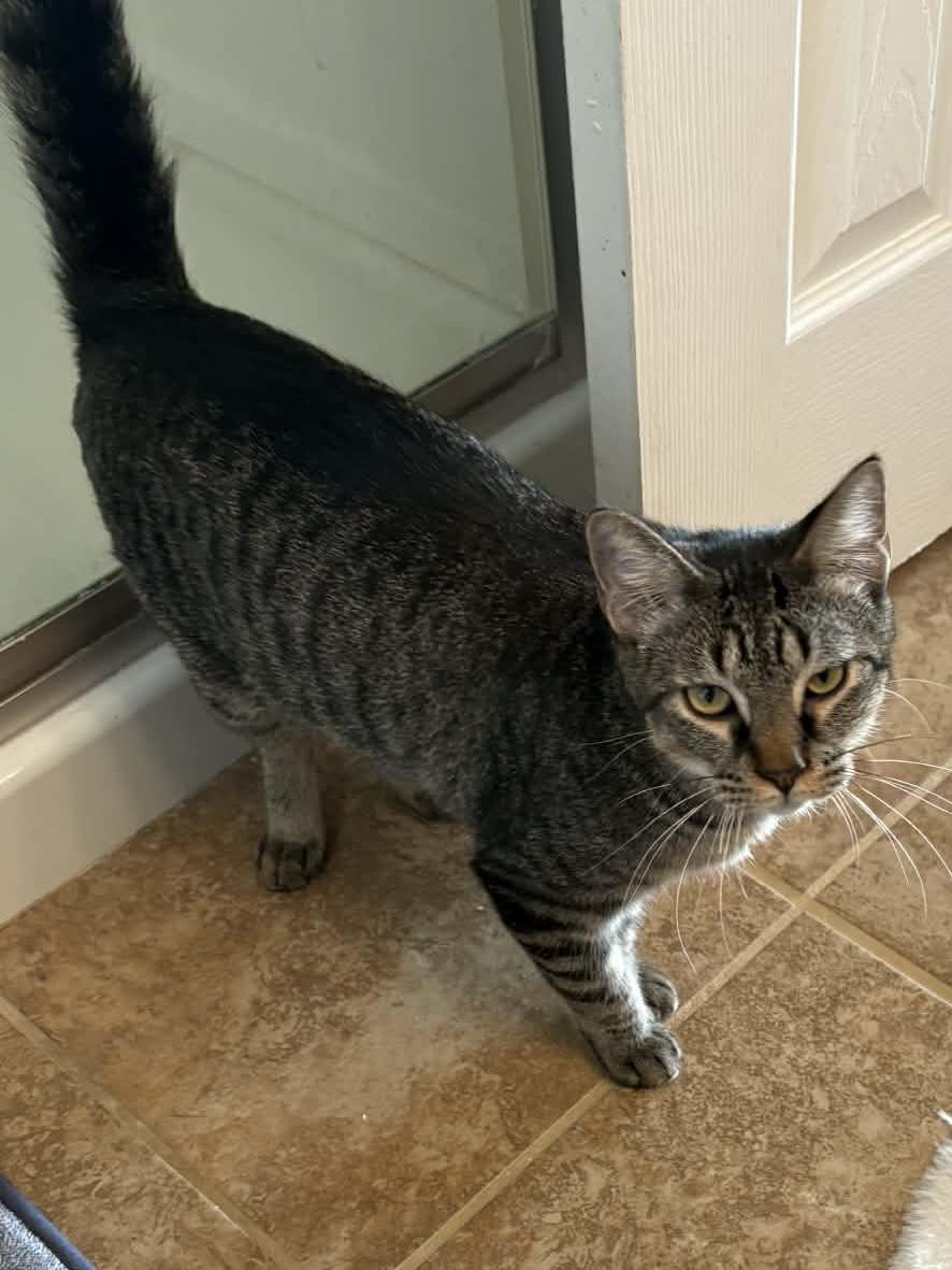 Axel, Adoptable, Young Male Domestic Short Hair.