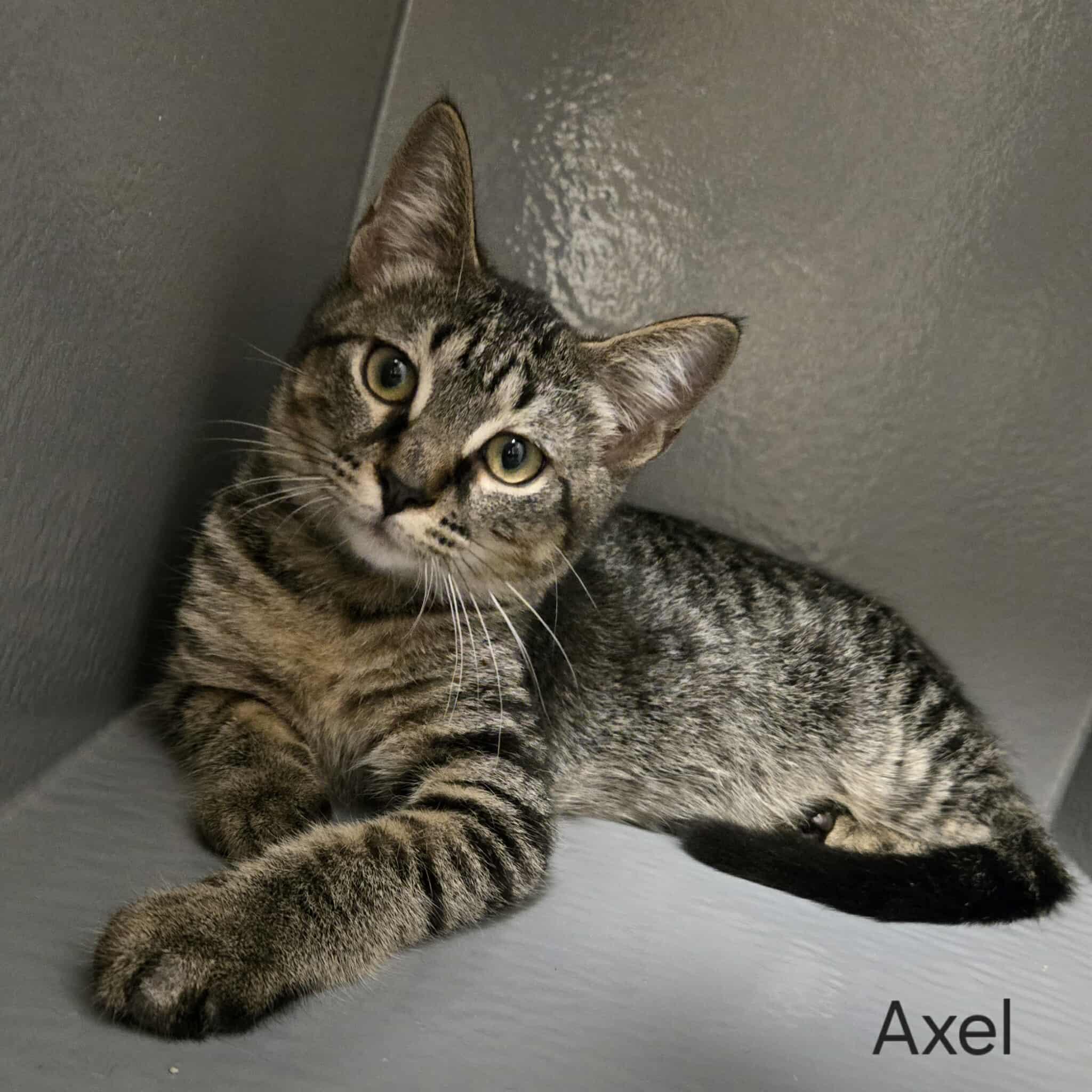 Axel, Adoptable, Young Male Domestic Short Hair.