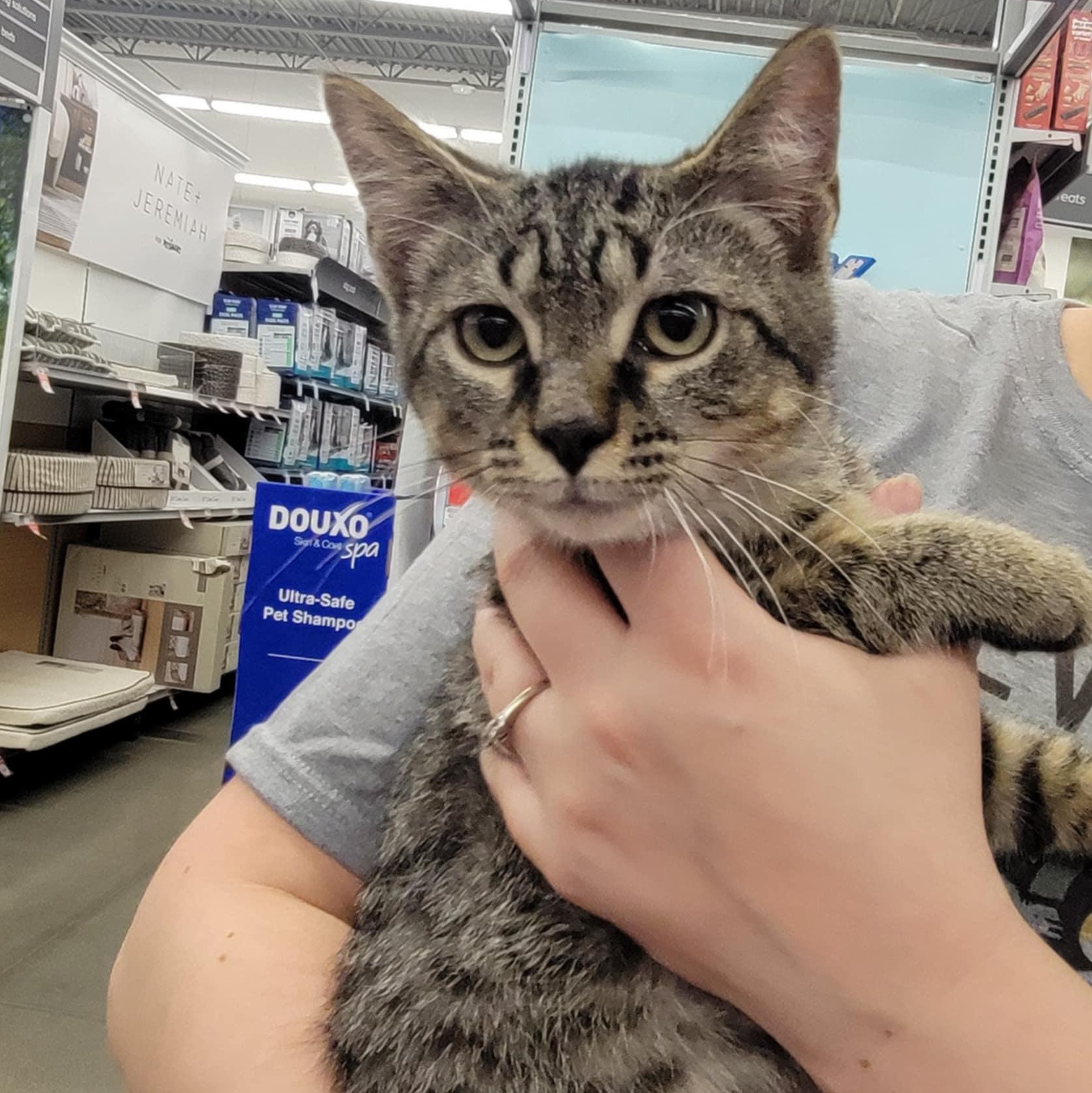 Axel, a Adoptable Domestic Short Hair in Sedalia, MO image 2/2