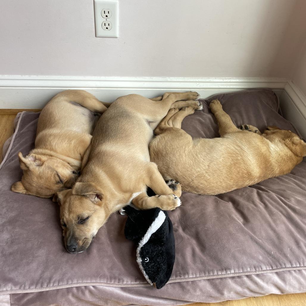 Jordan (puppy), Adoptable, Puppy Male Shepherd & Labrador Retriever.