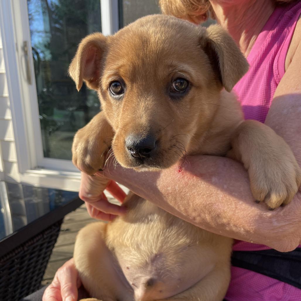 Enlarge Jordan (puppy), a Adoptable mixed breed in Richmond, VA image 2/3