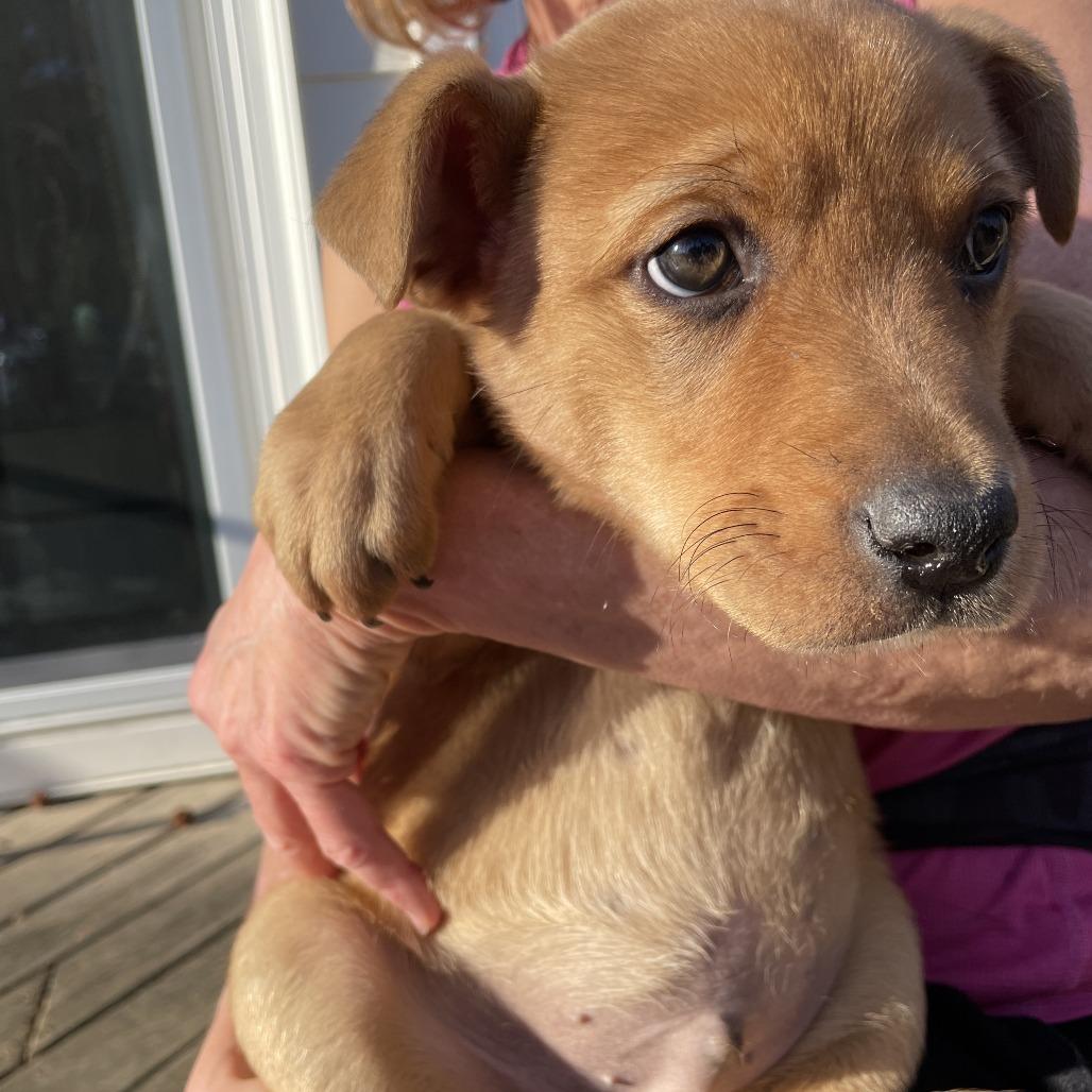 Enlarge Jordan (puppy), a Adoptable mixed breed in Richmond, VA image 3/3