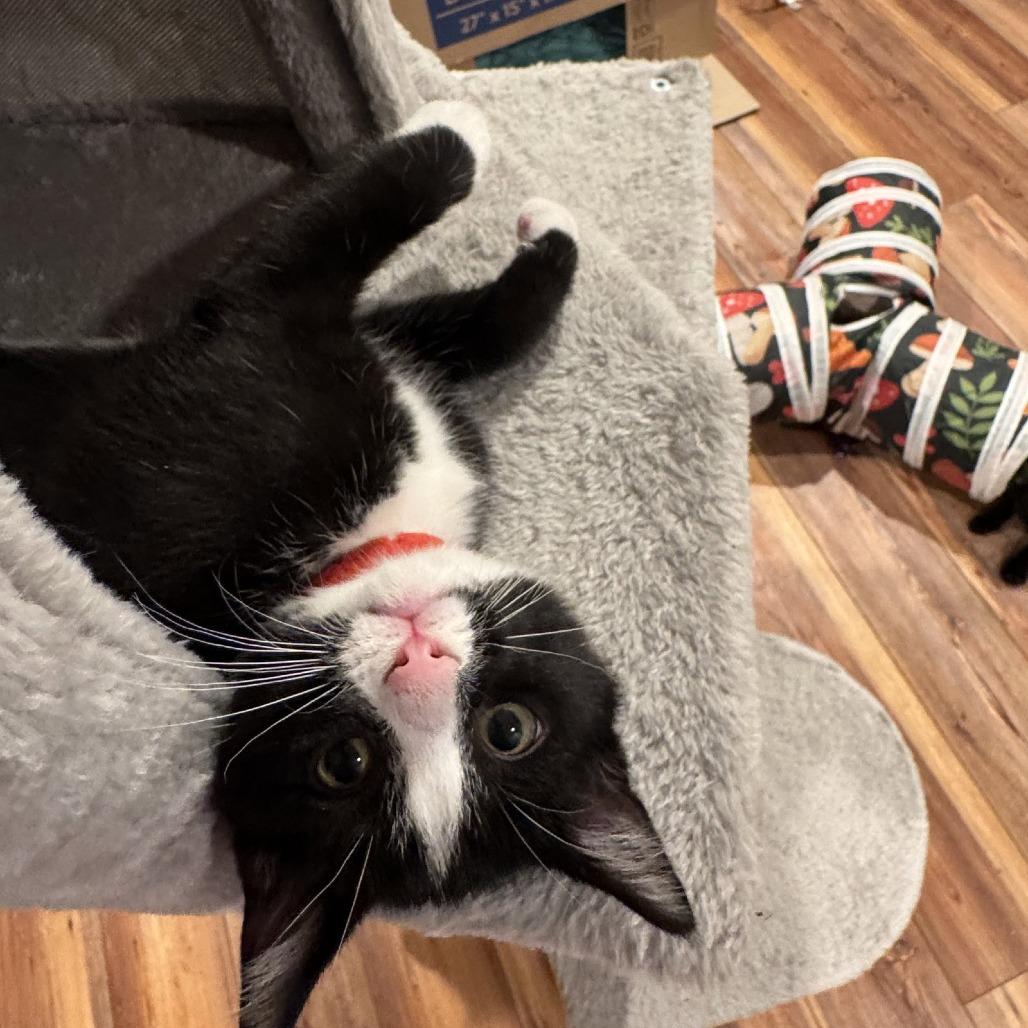 Mario, Adoptable, Kitten Male Domestic Short Hair.