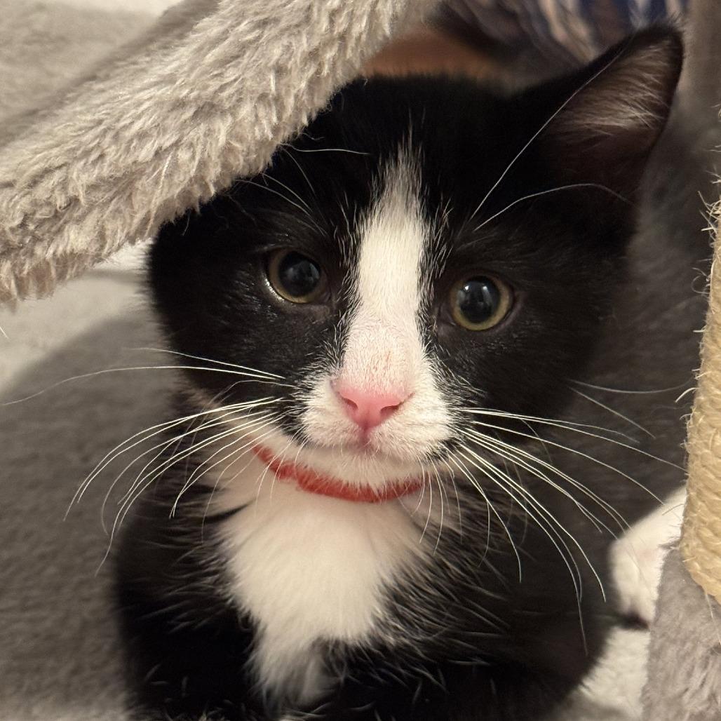 Enlarge Mario, a Adoptable Domestic Short Hair in Georgetown, KY image 2/2