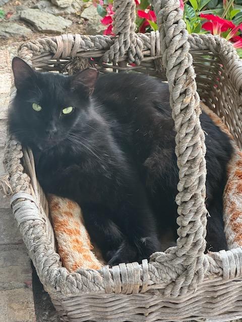 Enlarge Jet, a Adoptable Domestic Medium Hair in Louisville, KY image 1/2