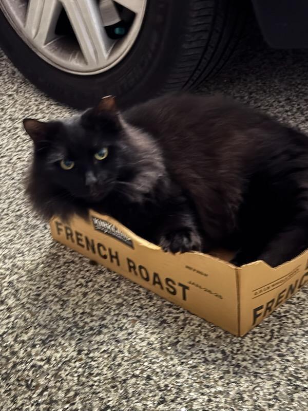 Enlarge Jet, a Adoptable Domestic Medium Hair in Louisville, KY image 2/2