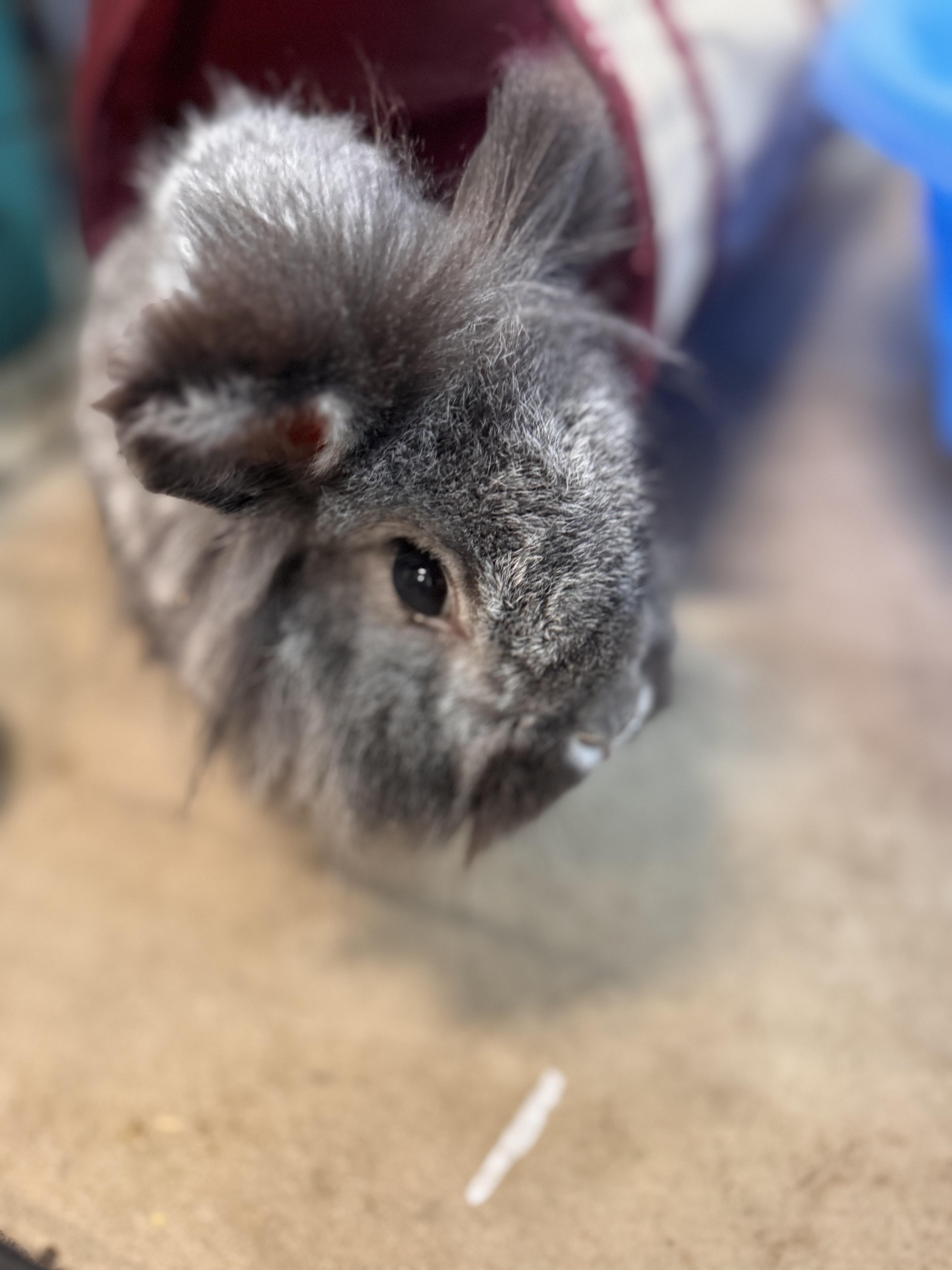 Foo-foo, ADOPTABLE, Adult Female Lionhead.