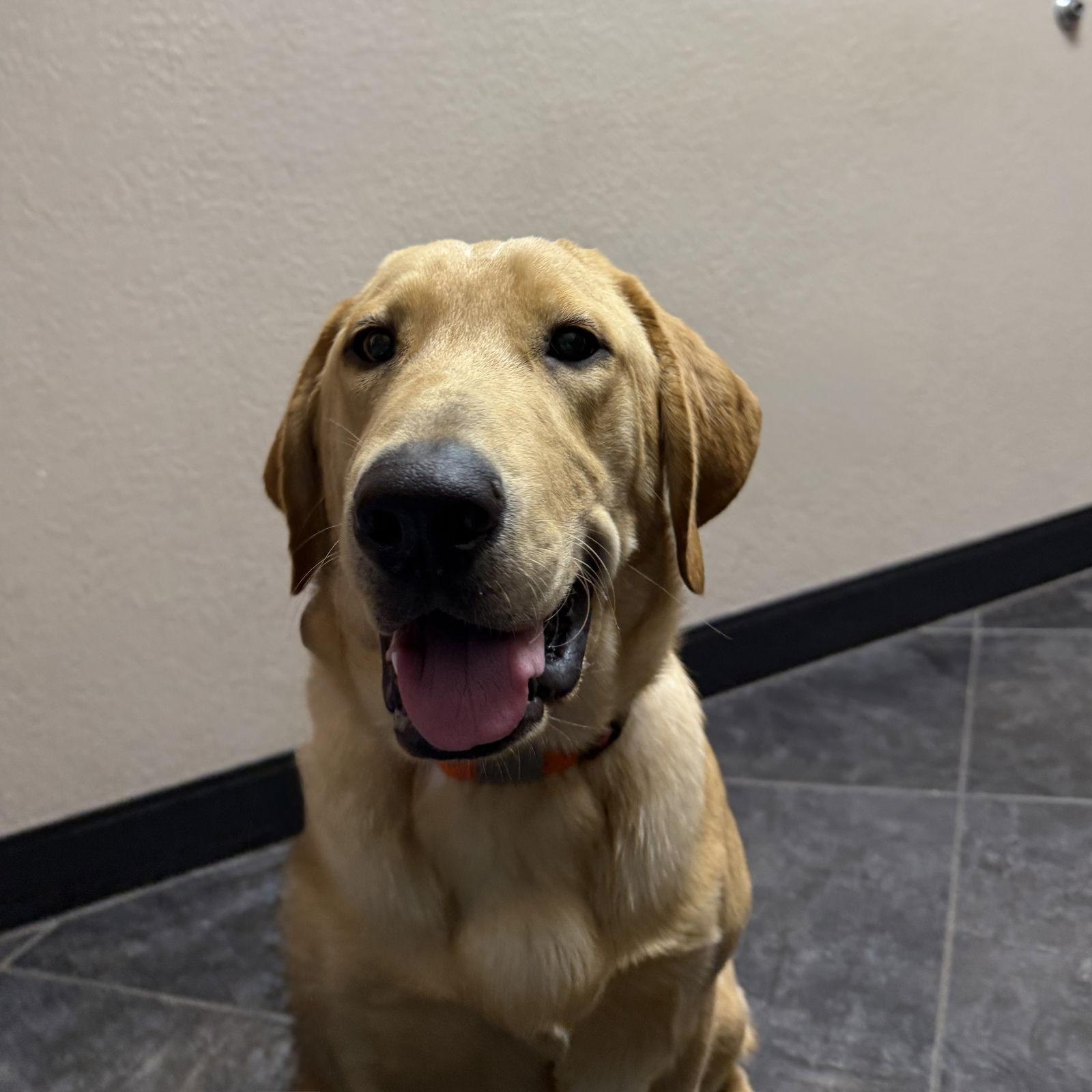Tucker, a Adoptable Labrador Retriever image 1/3