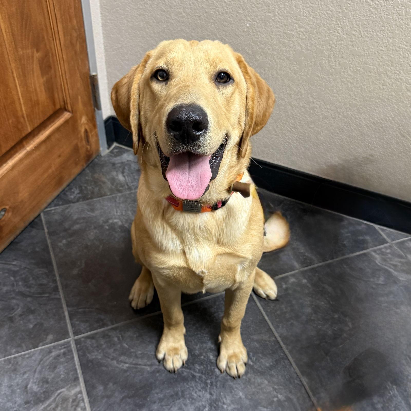 Tucker, a Adoptable Labrador Retriever image 2/3