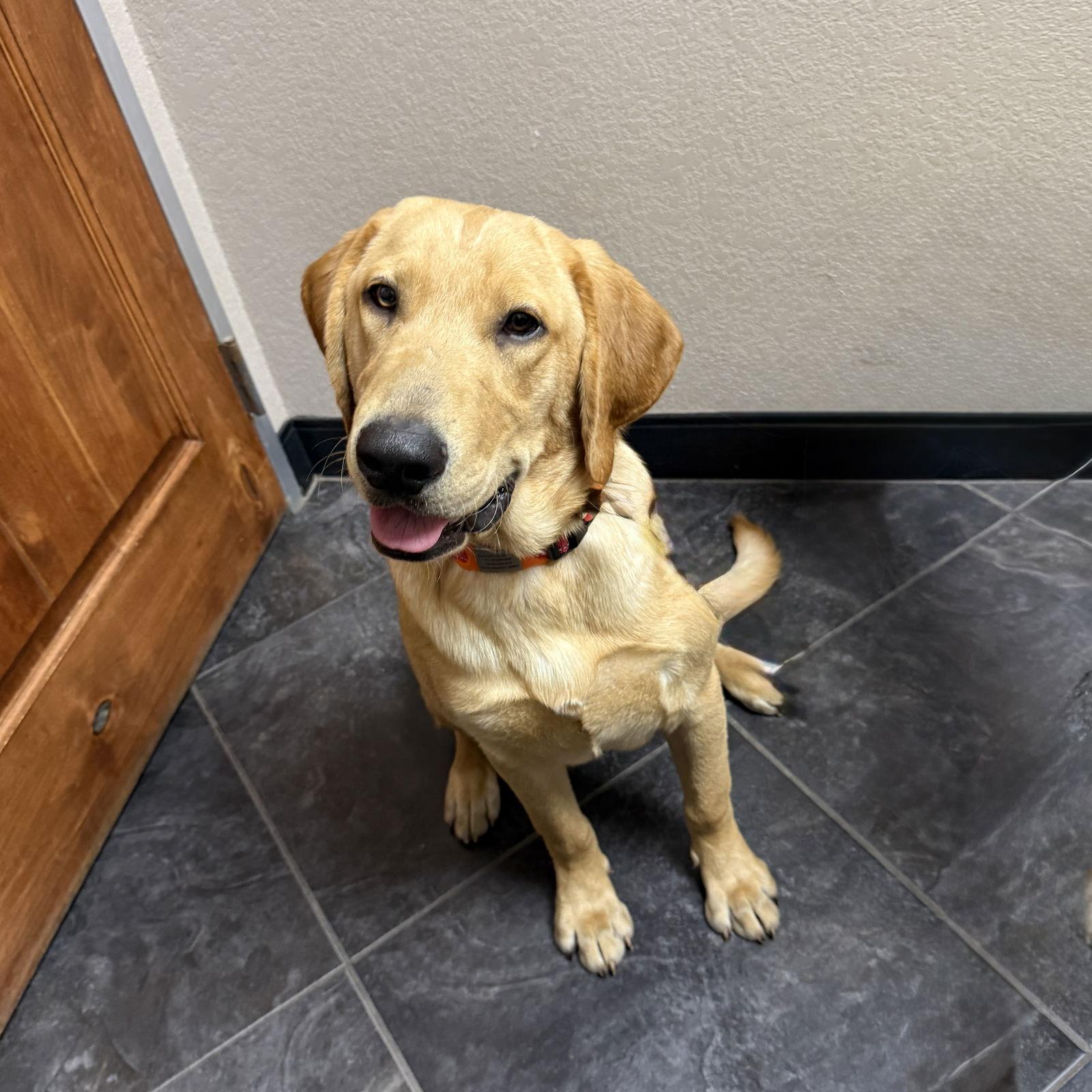 Tucker, a Adoptable Labrador Retriever image 3/3