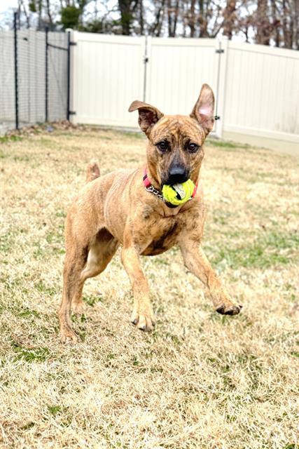 Enlarge SKYLAR, a Adoptable mixed breed in Haw River, NC image 1/1