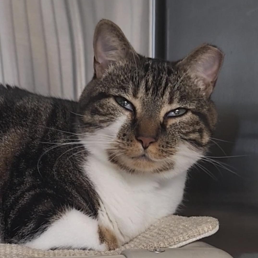 Enlarge Razzle, a ADOPTABLE Domestic Short Hair in Fernandina Beach, FL image 1/2