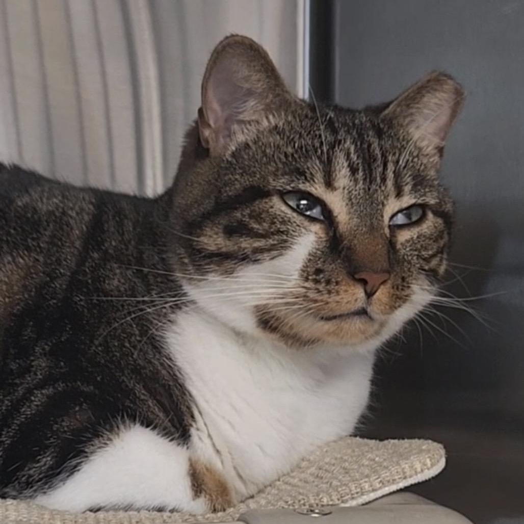 Enlarge Razzle, a ADOPTABLE Domestic Short Hair in Fernandina Beach, FL image 2/2