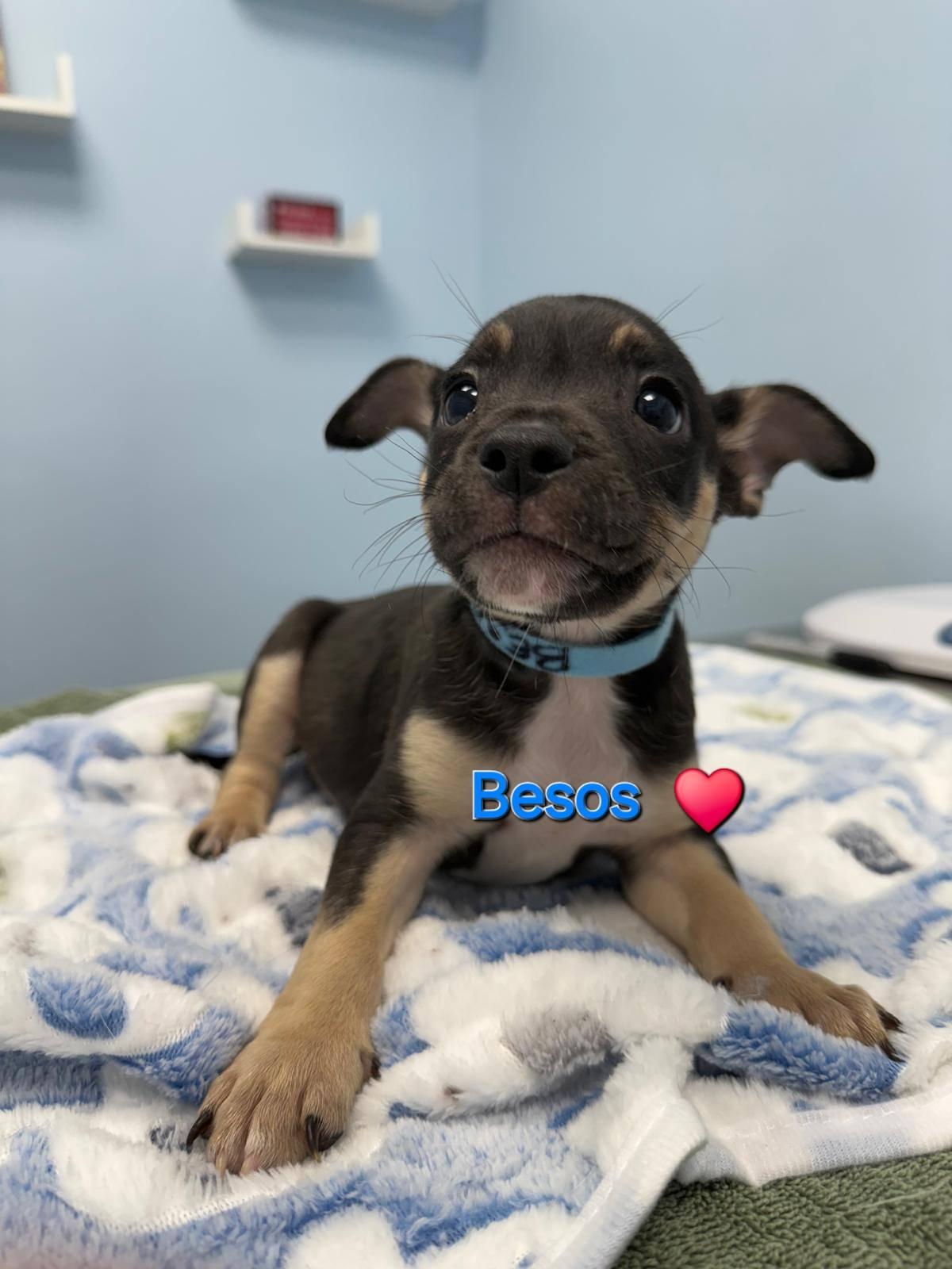 Besos, Adoptable, Young Male Rat Terrier.