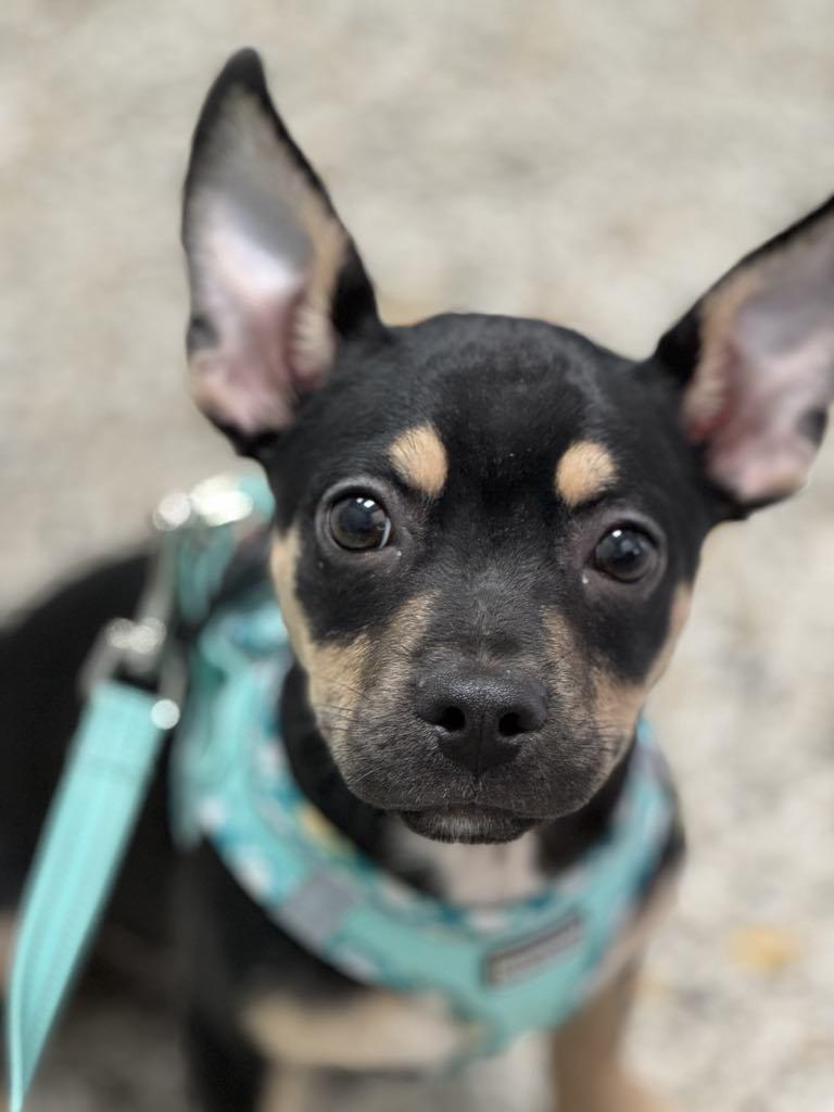 Besos, a Adoptable mixed breed in Miami, FL image 1/2