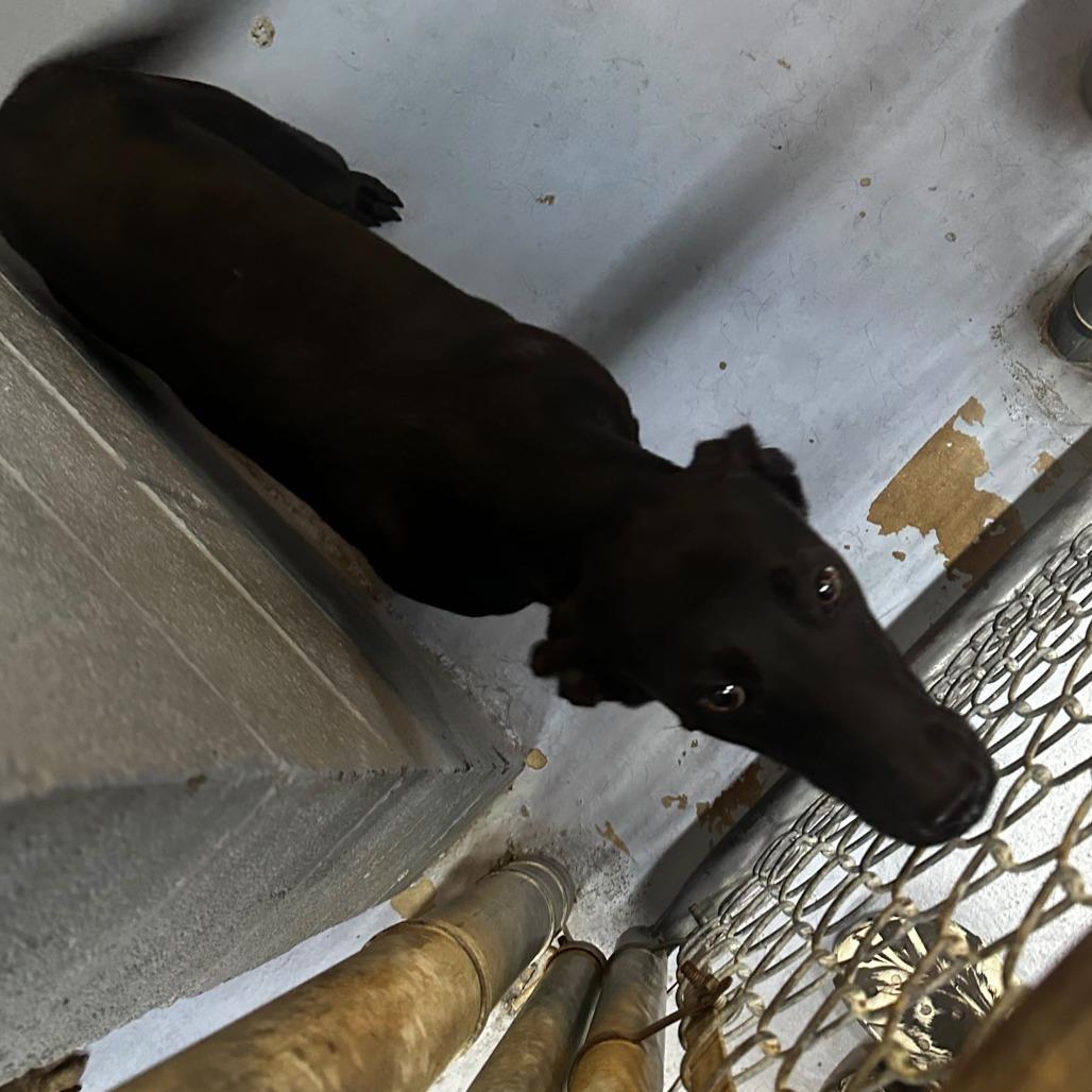 Enlarge Tilly Toss, a Adoptable Mixed Breed in Gadsden, AL image 1/1