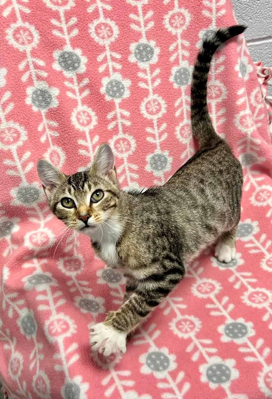 Enlarge Butter, a Adoptable Domestic Short Hair in Edinburg, VA image 3/3