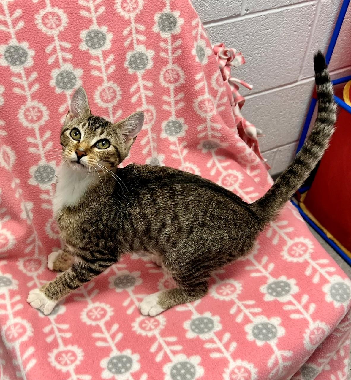 Enlarge Butter, a Adoptable Domestic Short Hair in Edinburg, VA image 2/3