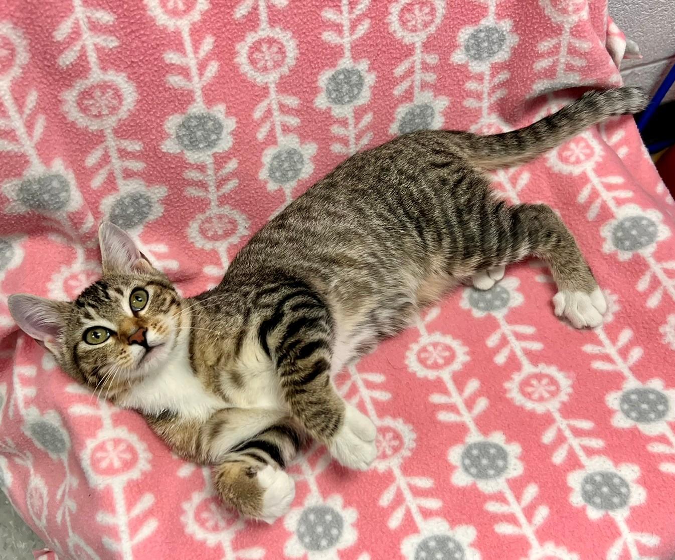 Butter, Adoptable, Young Male Domestic Short Hair.
