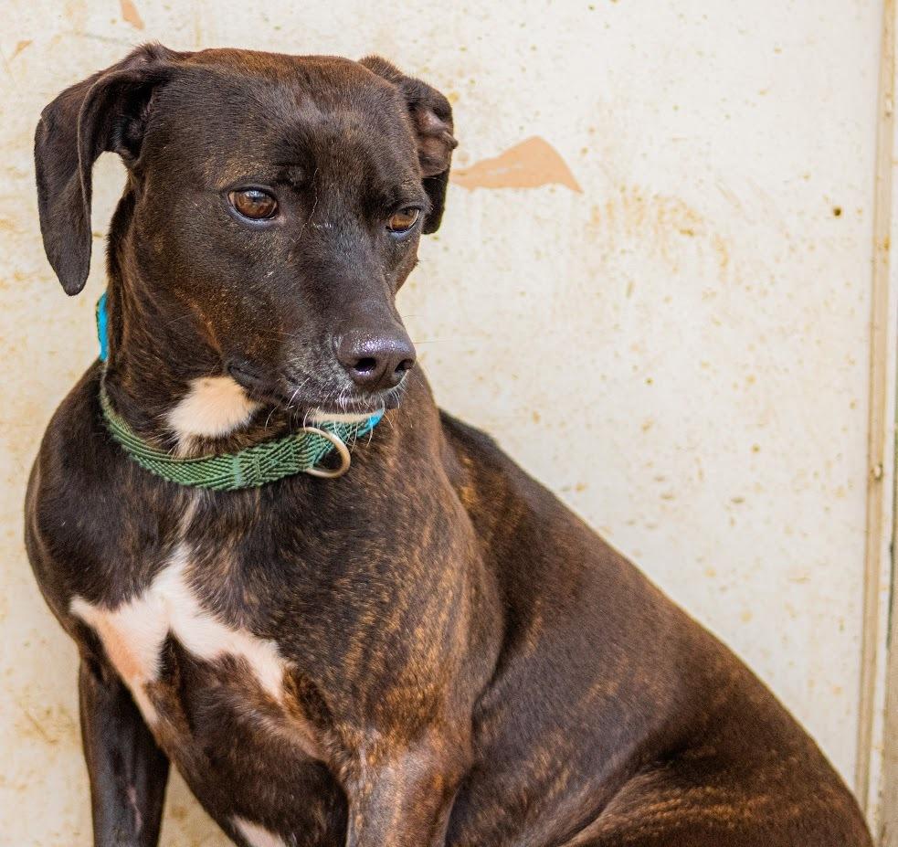 Spanky, Adopted, Adult Male Beagle & Terrier.