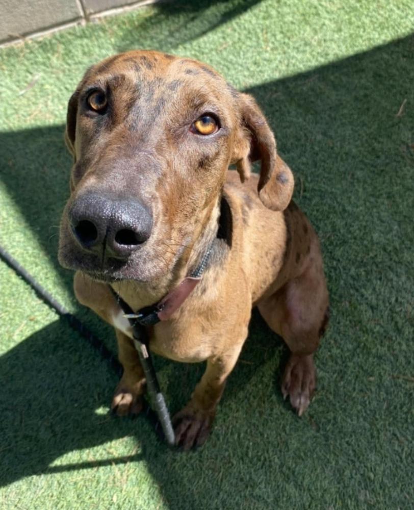 Enlarge Tellerina, a Adoptable mixed breed in Sedalia, CO image 1/4