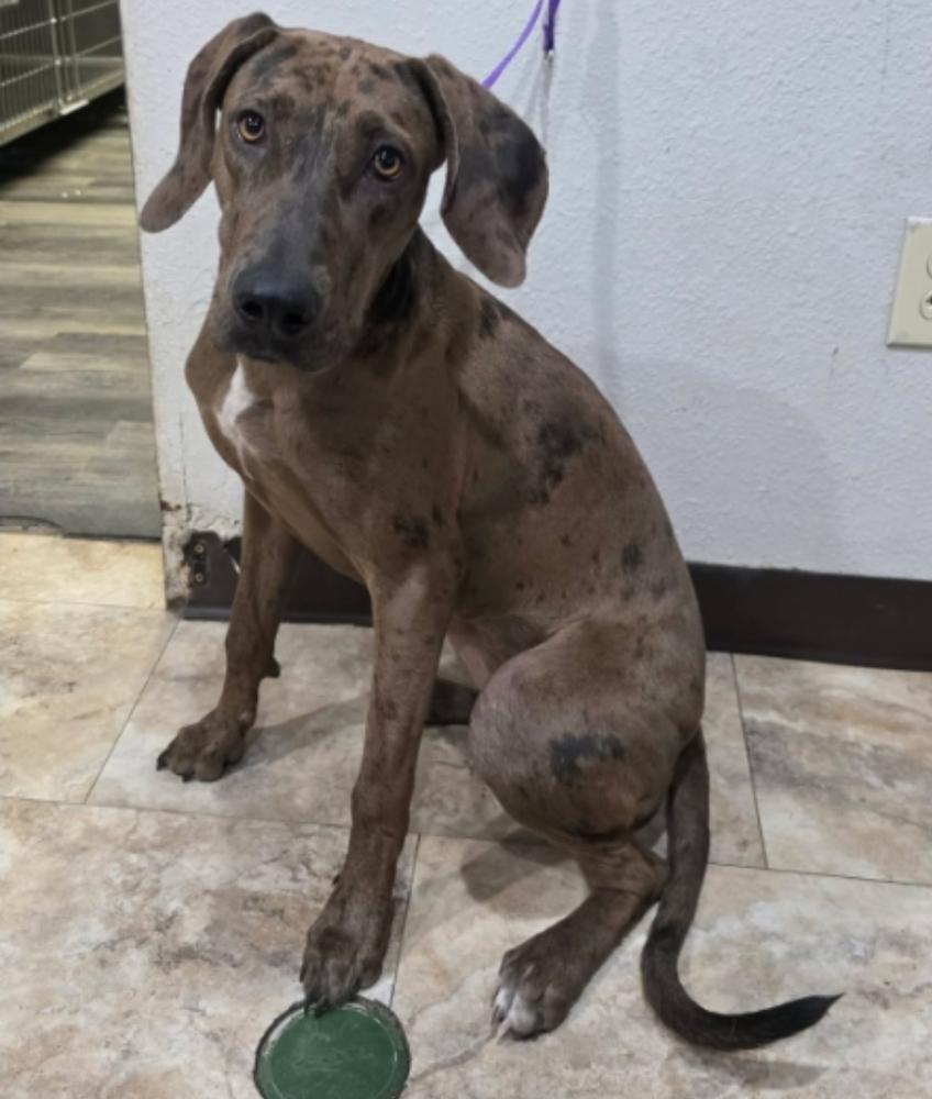 Enlarge Tellerina, a Adoptable mixed breed in Sedalia, CO image 2/4