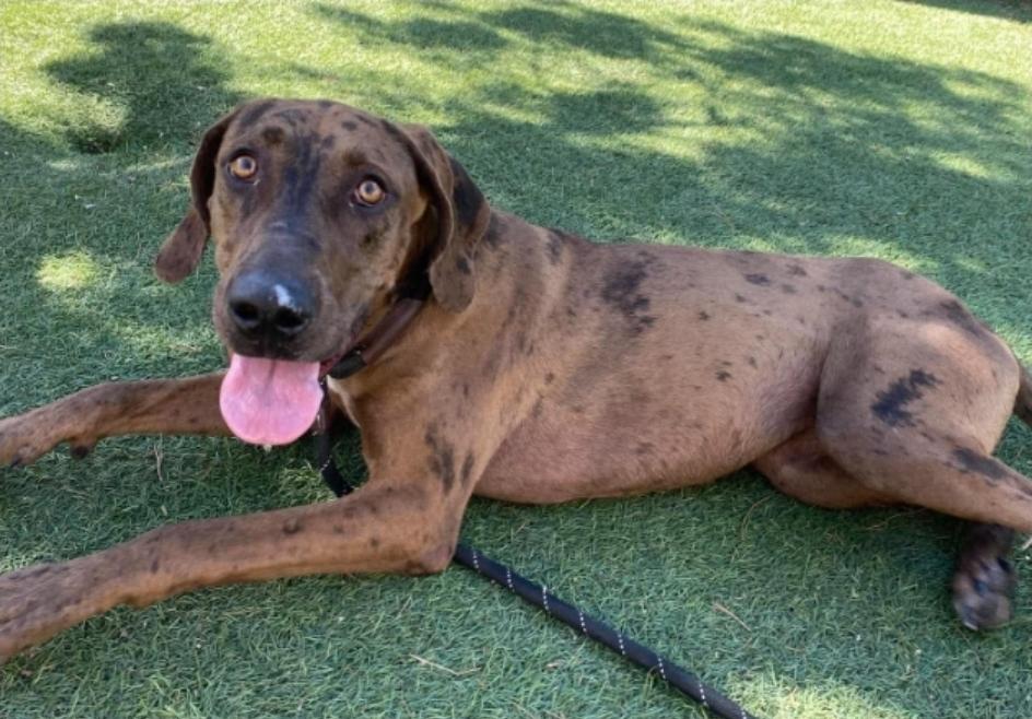 Enlarge Tellerina, a Adoptable mixed breed in Sedalia, CO image 3/4