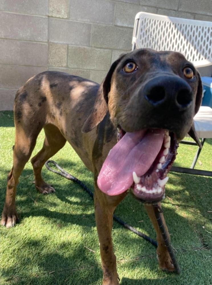 Enlarge Tellerina, a Adoptable mixed breed in Sedalia, CO image 4/4