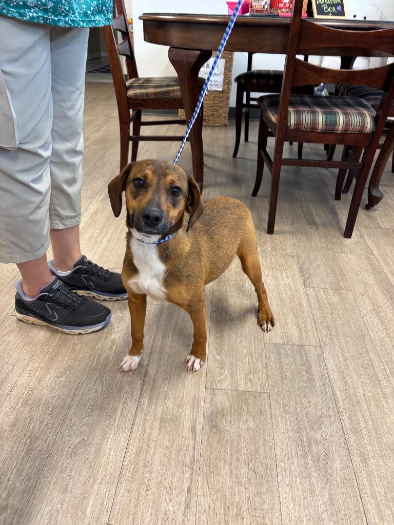 Goat, Adoptable, Puppy Female Rottweiler & Labrador Retriever.