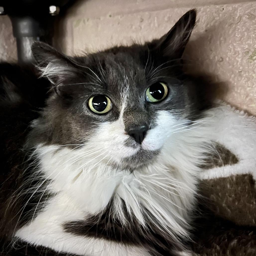 Lexi, a Adoptable Domestic Medium Hair in Owosso, MI image 1/3