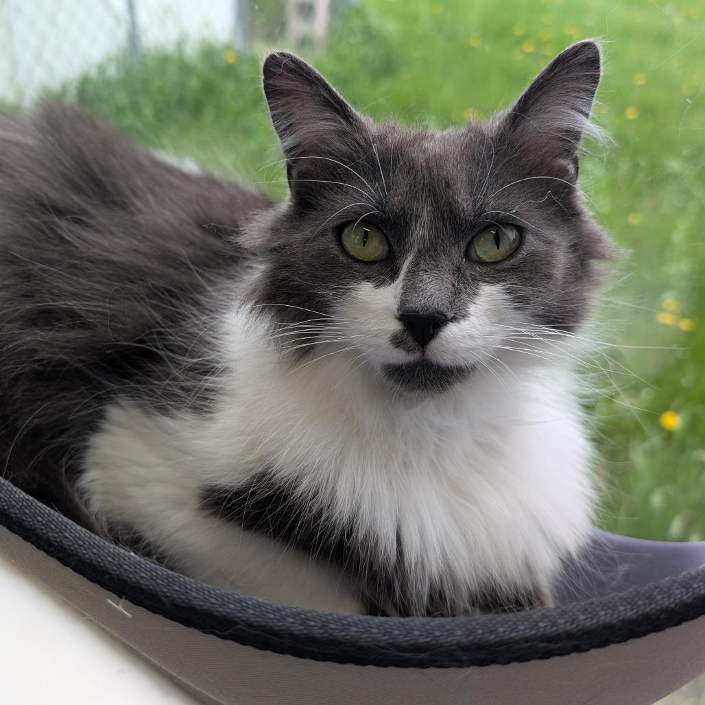Lexi, a Adoptable Domestic Medium Hair in Owosso, MI image 2/3