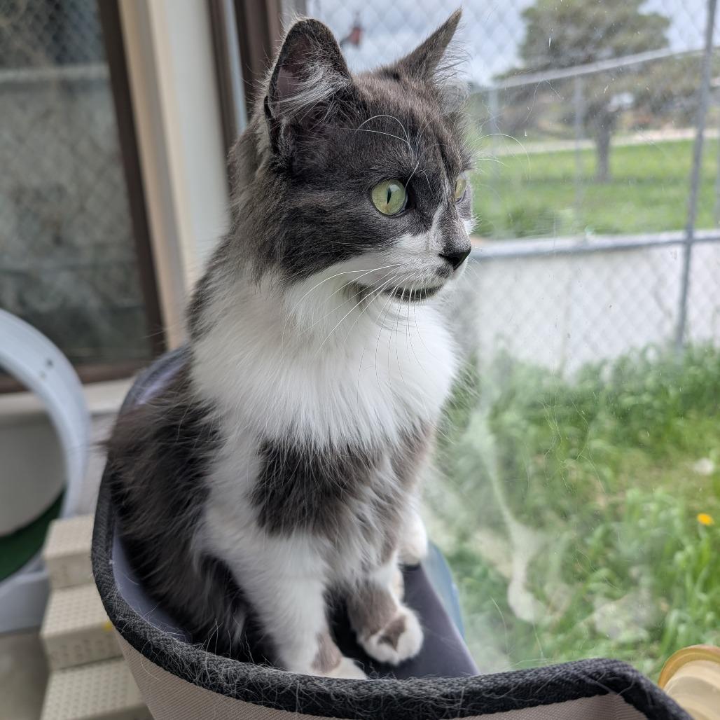 Lexi, a Adoptable Domestic Medium Hair in Owosso, MI image 3/3